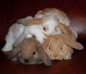 Bunny Tropes