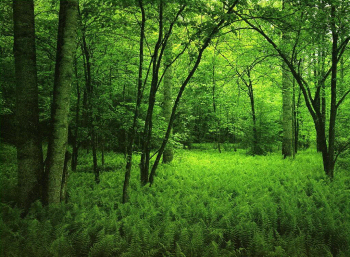 Green Tropes