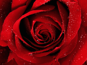Paint the Index Red