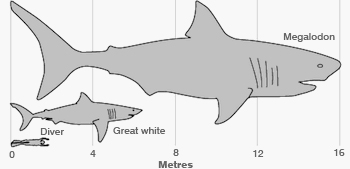 Megalodon