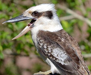 Jungles Sound Like Kookaburras
