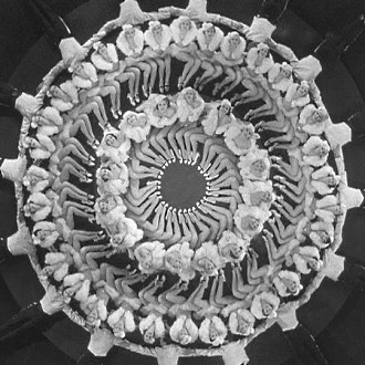 Film / 42nd Street