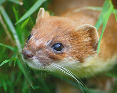 Necessary Weasel